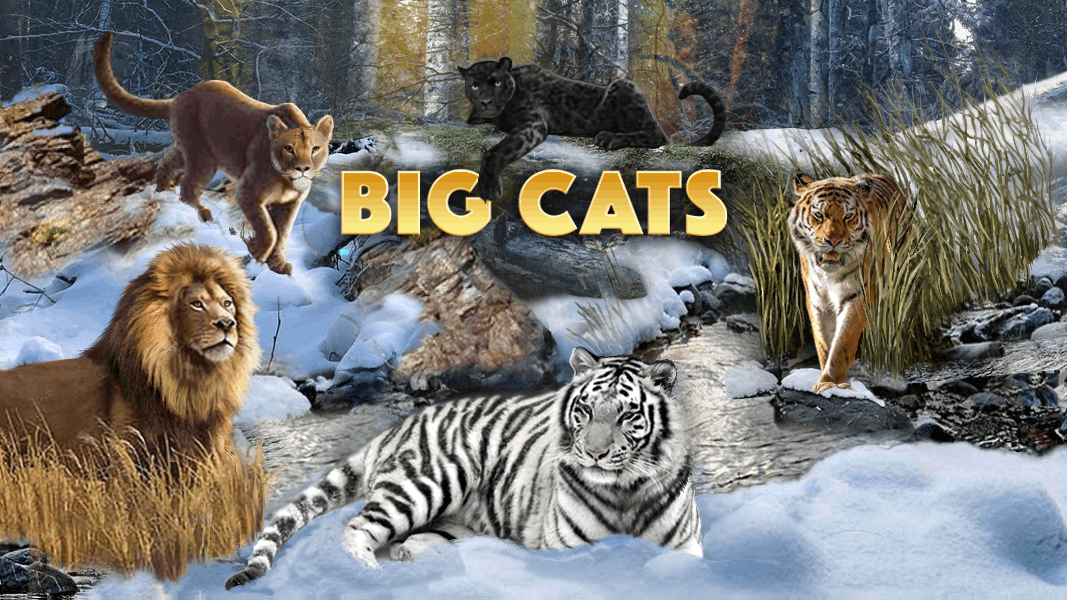 Big Cats